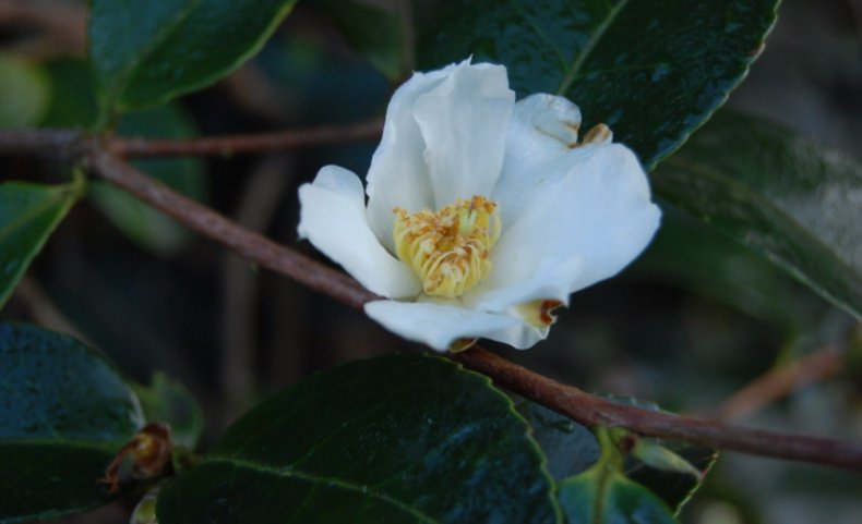 Camellia saluenensis