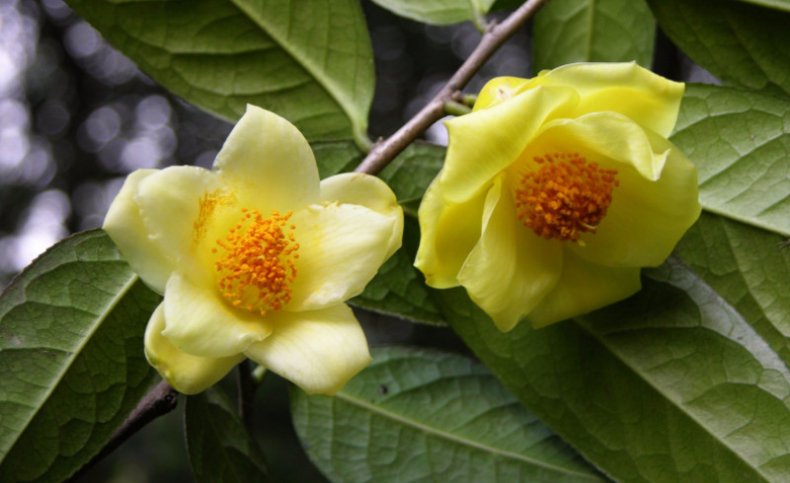 Camellia chrysantha