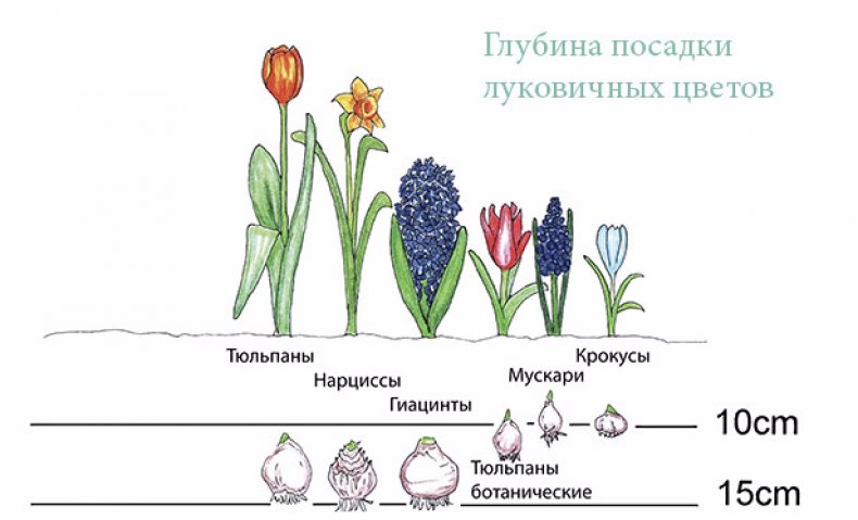 Глубина посадки луковичных цветов