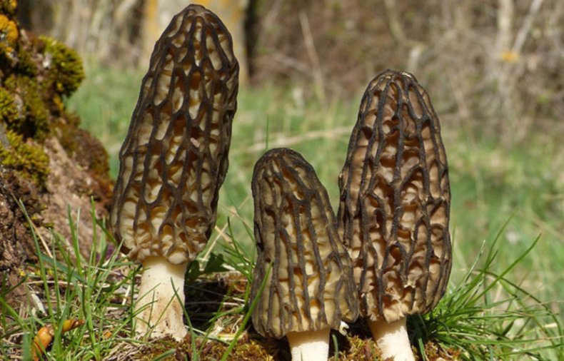 Morchella conica