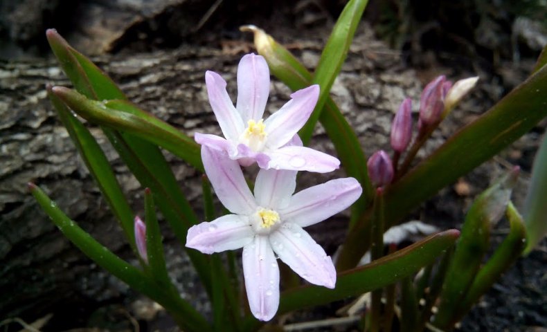 Pink Giant