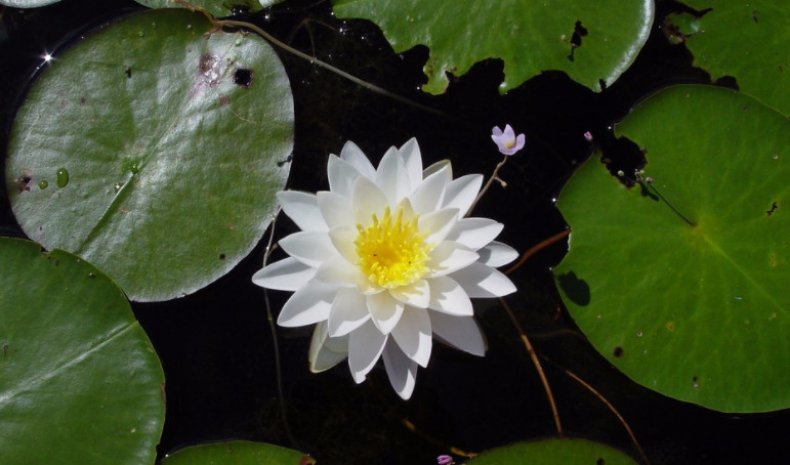 Nymphaea odorata