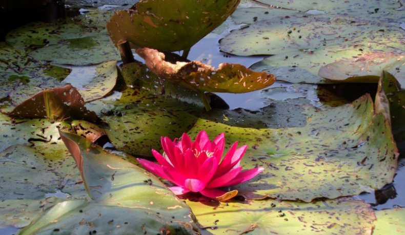 Nymphaea alba f. rosea