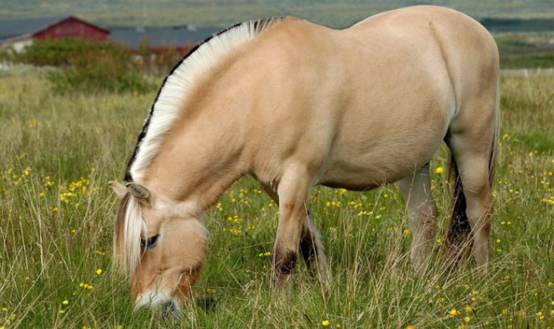 Fjord horse