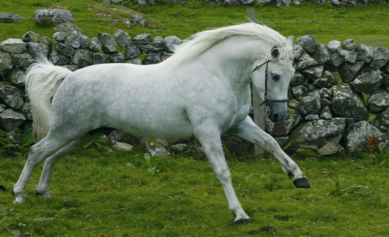 Connemara pony