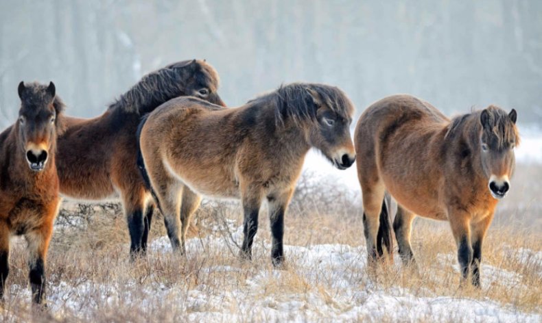 Exmoor Pony