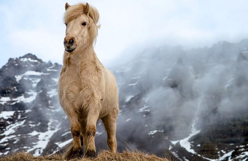 Icelandic horse