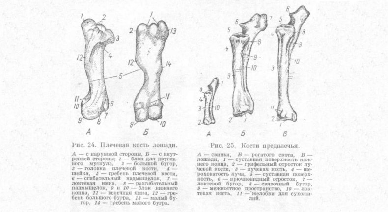 Предплечье лошади