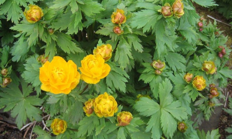 Trollius asiaticus