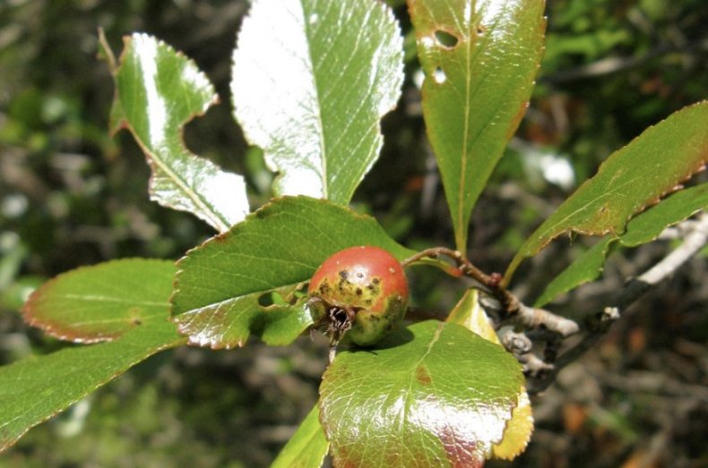 Crataegus crus-galli f.pyracanthifolia