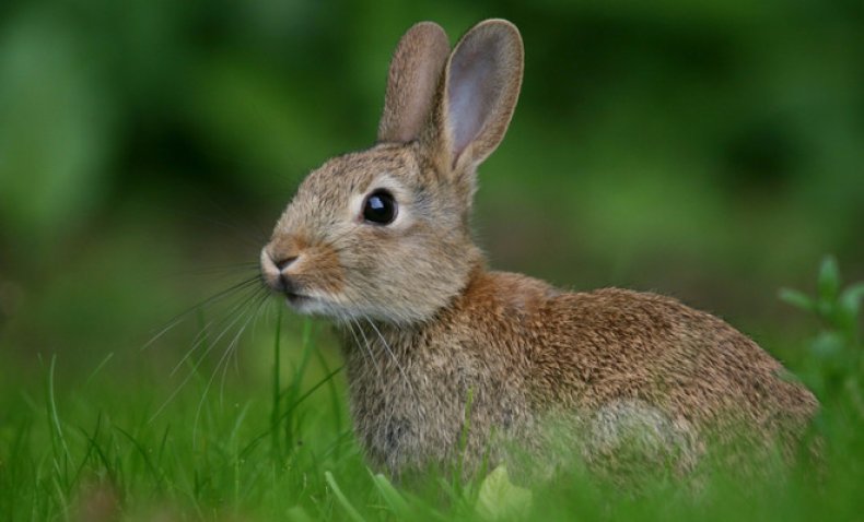 Едят ли кролики лопухи?