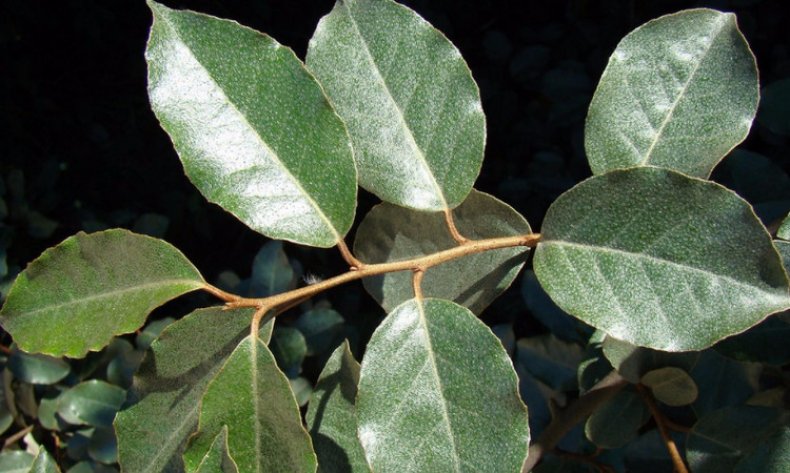 Elaeagnus pungens