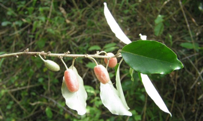 Elaeagnus indica