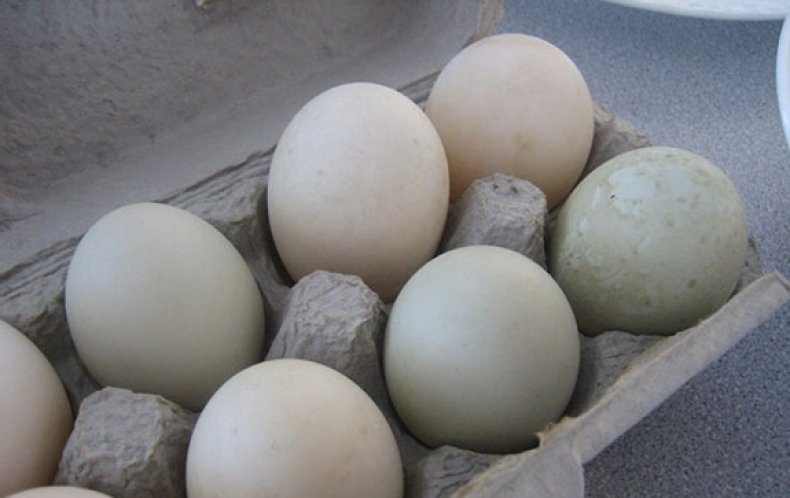 Отбор яиц