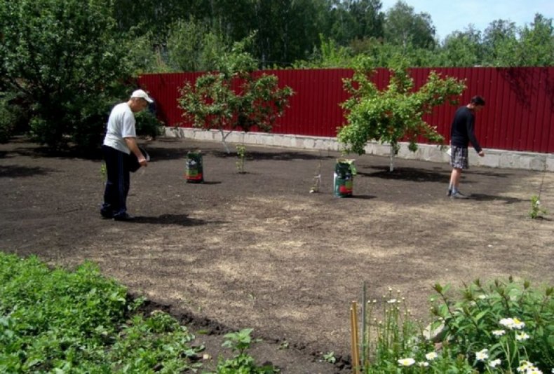 Посев газона