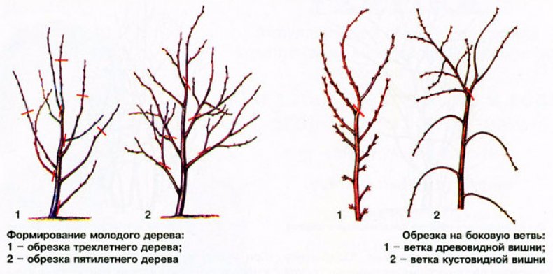 Схема обрезки вишни