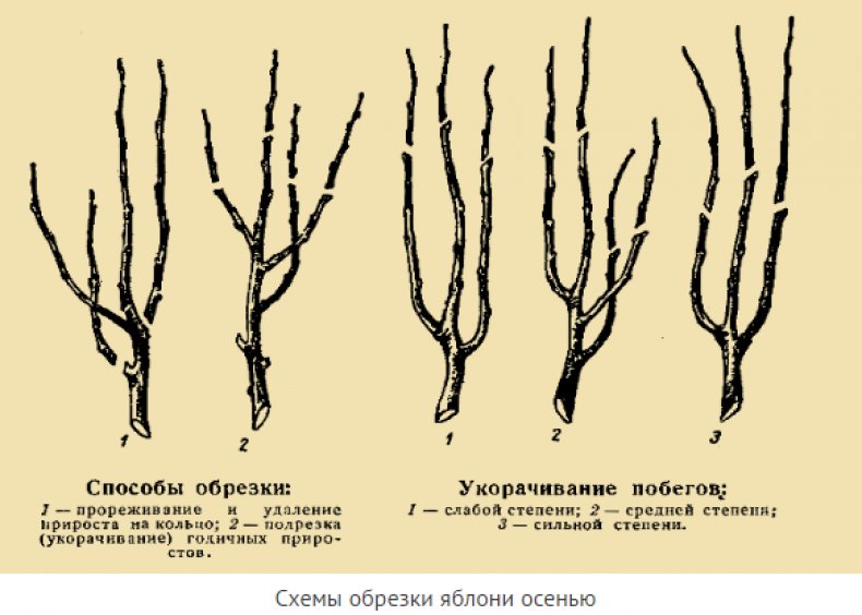 Схема обрезки яблонь осенью