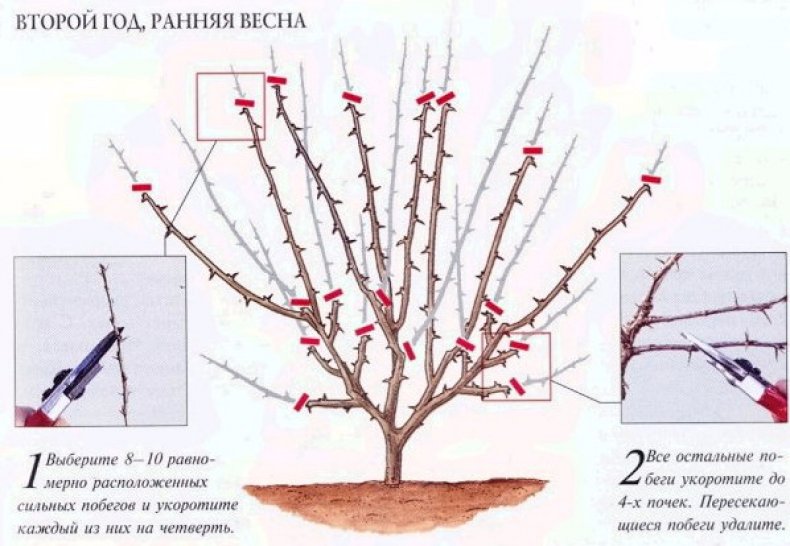 Обрезка на 2 год