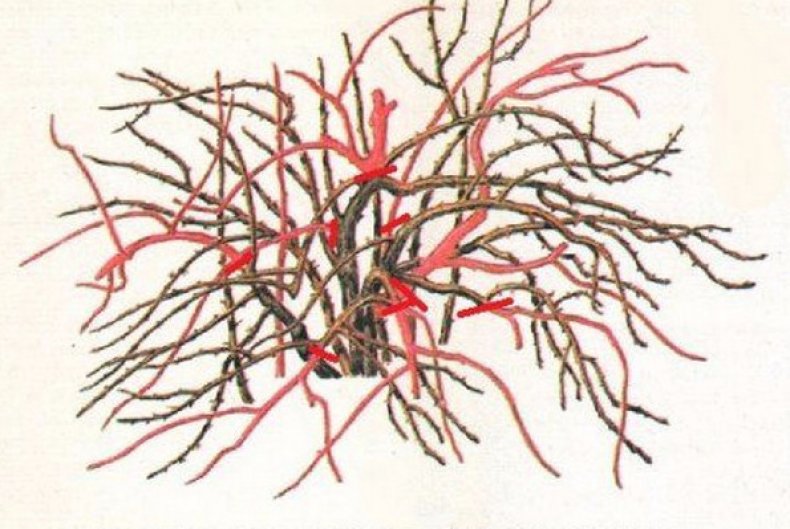 Схема обрезки старого крыжовника