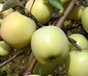 Агротехника выращивания яблони Антоновка