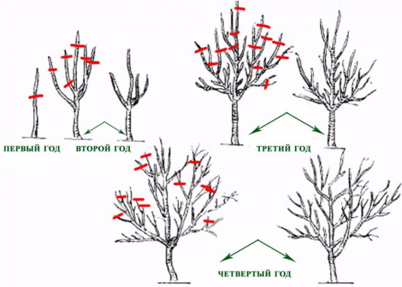 Схема обрезки яблони