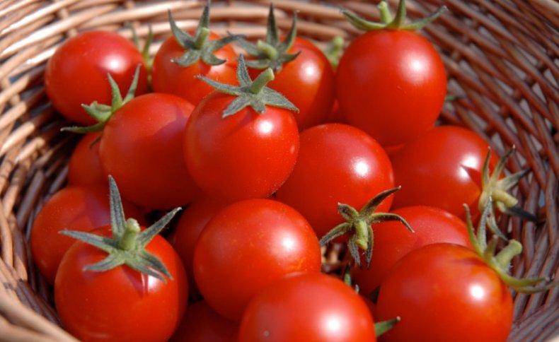 Урожай томатов черри