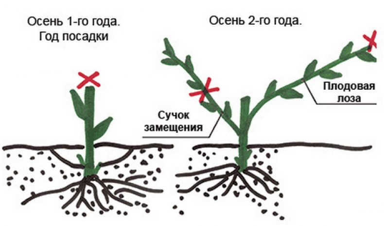 Схема обрезки саженца винограда