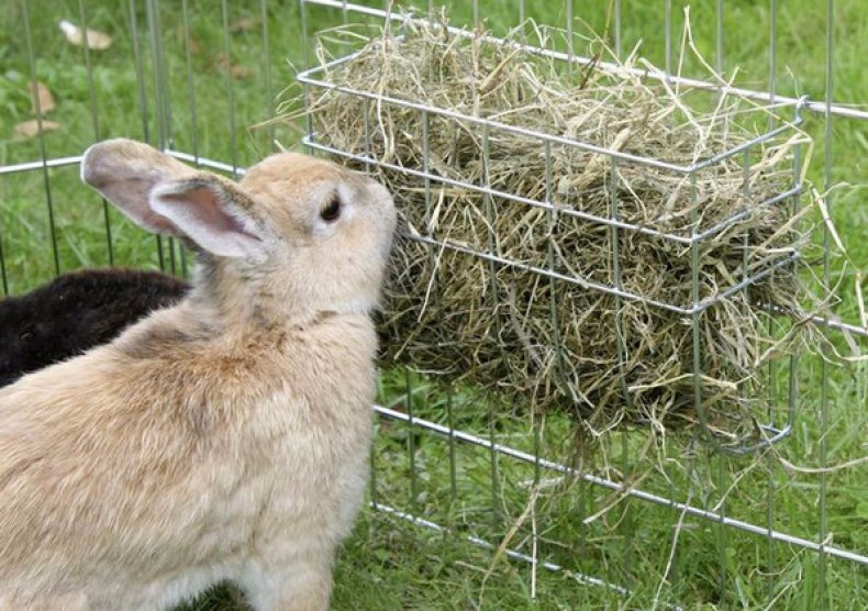 Кормление кроликов сеном