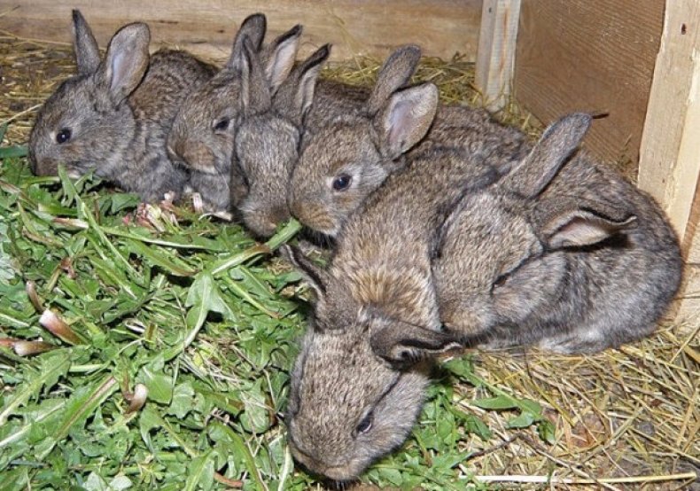 Кормление кроликов одуванчиками