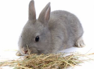 Кормление кроликов сеном