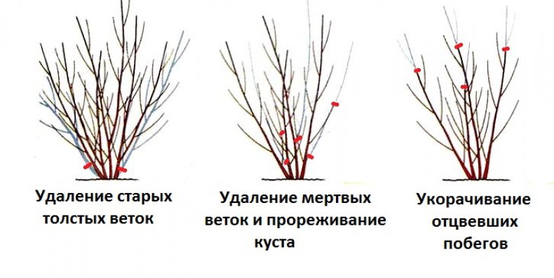 Обрезка кустарника