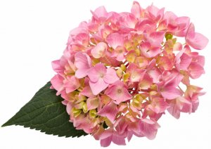 Hydrangea macrophylla