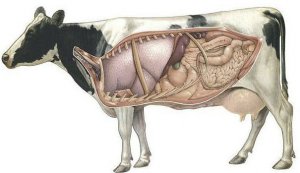 Анатомия коровы