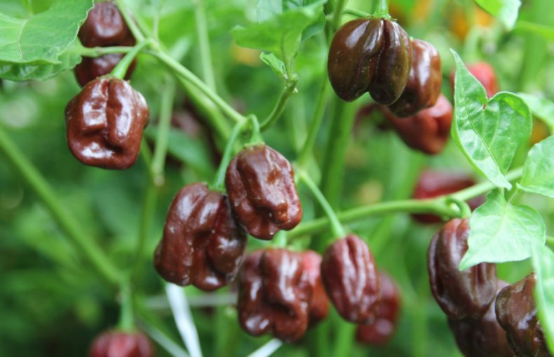 Habanero chocolate