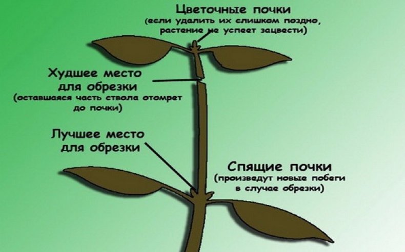 Схема обрезки педилантуса