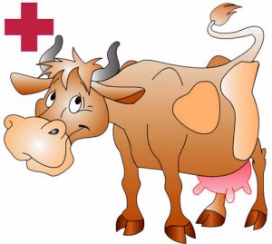 мастит у коровы лечение