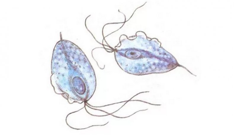 Trichomonas foetus