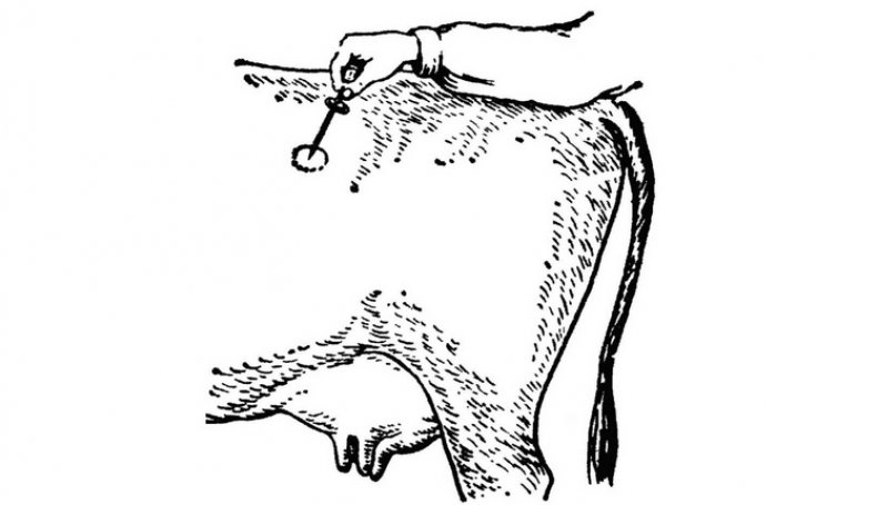 Прокол рубца коровы