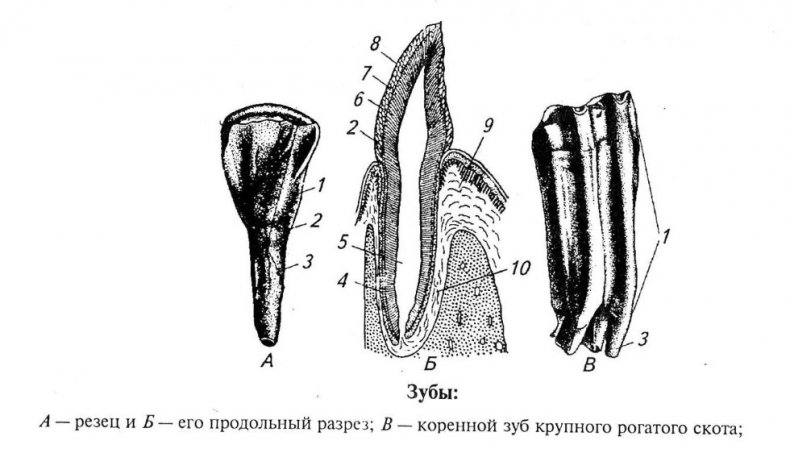 Зубы КРС