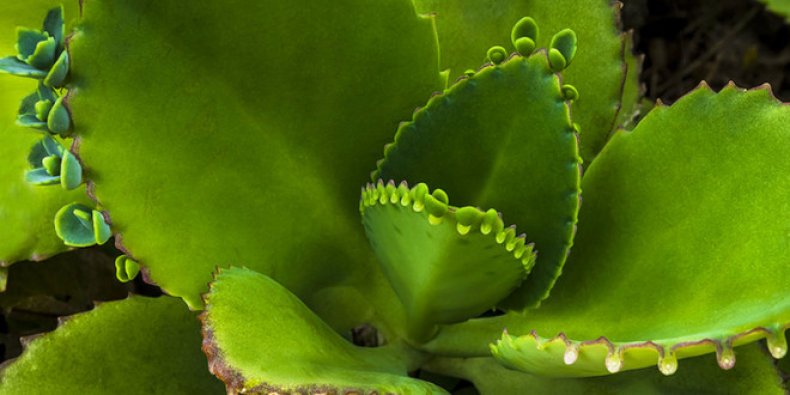 Kalanchoe pinnata