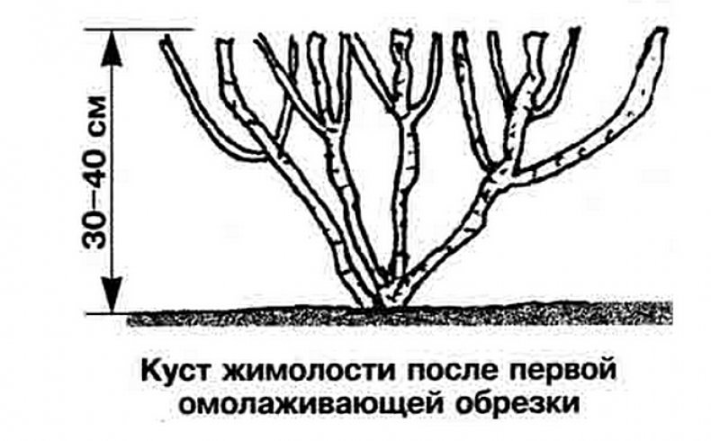 обрезка жимолости