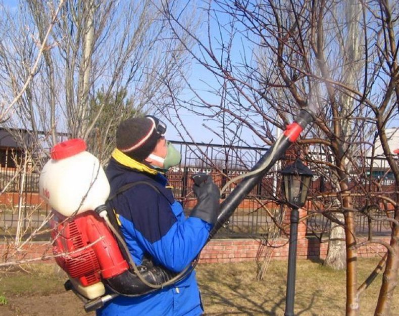 Опрыскивание деревьев