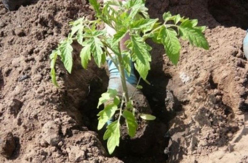 Посадка рассады томатов в грунт