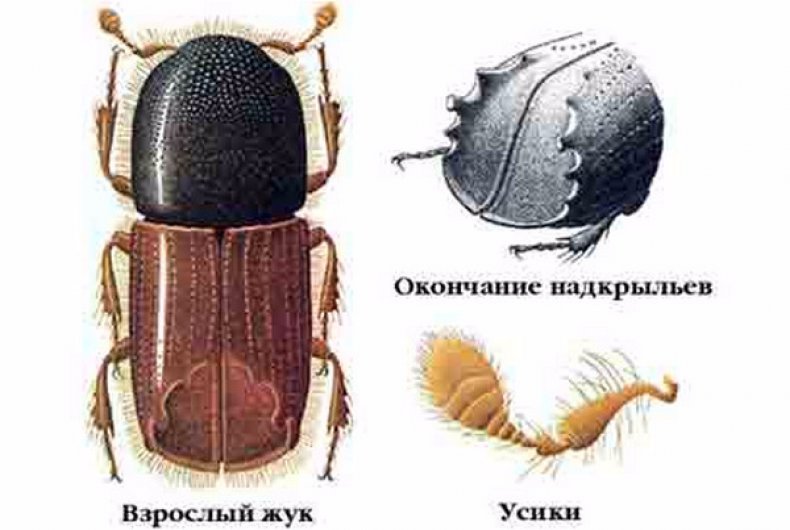 Короед