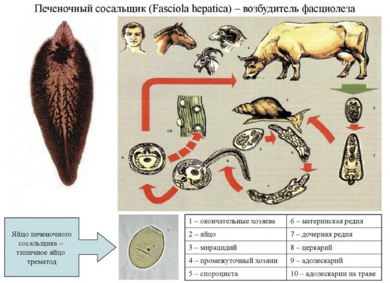 Цикл развития фасциолёза