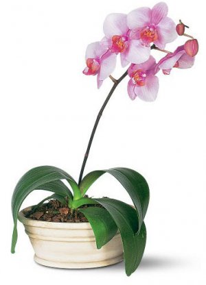 Phalaenopsis orchid