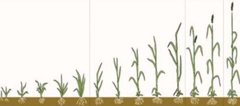 Вегетация пшеницы