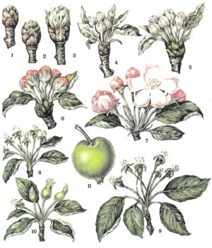 Фазы развития яблони