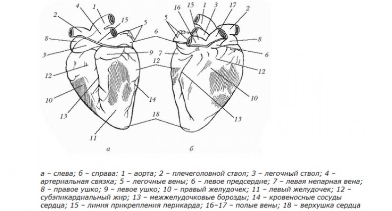 Строение сердца коровы