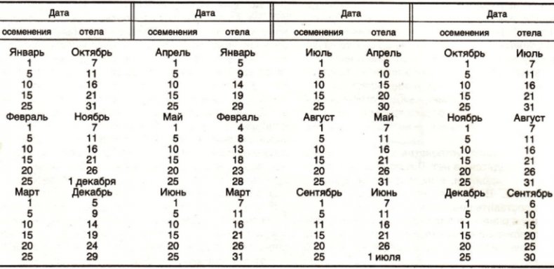 Календарь отёла коров